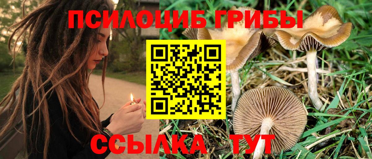 Бердск  Галлюциногенные грибы Psilocybine cubensis  Вход с VPN 